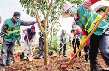苗木配送及養(yǎng)護、施工現(xiàn)場